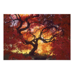 Impression Photo Connecticut : Darien, érable japonais Acer