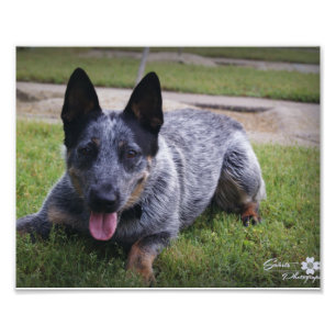 Impression Photo Copie bleue 1 de Heeler