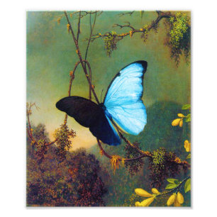 Impression Photo Copie bleue de papillon de Morpho