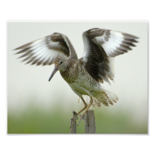 Impression Photo Copie de Willet