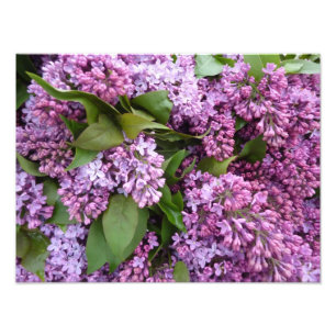 Impression Photo COPIE - lilas au printemps - la France