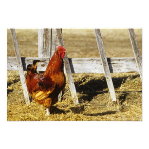 Impression Photo Coq Rhode Island Red