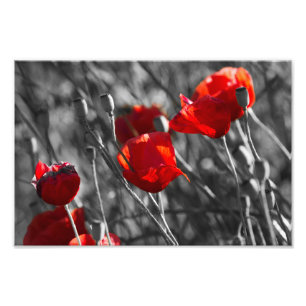 Impression photo - Coquelicots rouges sauvages