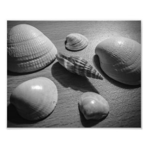 Impression Photo Coquillages