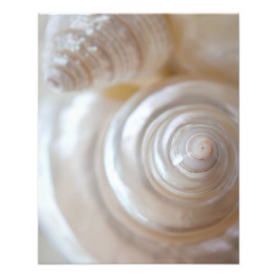 Impression Photo Coquillages blancs Plage tropicale Coquillages côt