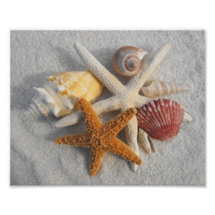 Impression Photo Coquillages marins mixtes et Starfish sur la plage