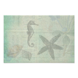 Impression Photo Coquilles vintages, étoiles de mer, et hippocampe