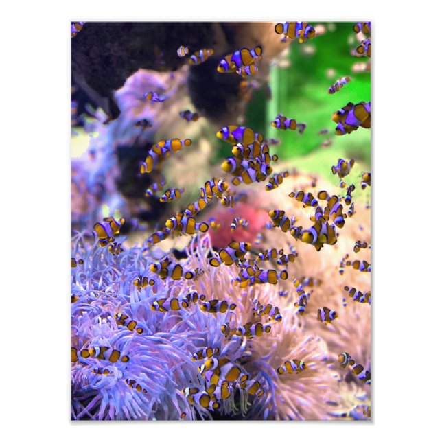 Impression Photo Corail marin de poisson clown tropical (Devant)