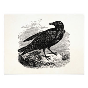 Impression Photo Corbeau vintage Corneille d'oiseaux noirs Oiseaux 