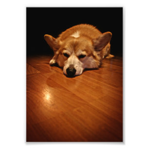Impression Photo Corgi au sol
