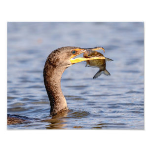 Impression Photo Cormoran avec un poisson