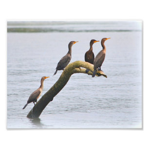 Impression photo Cormorant