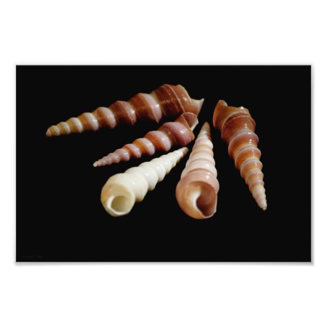 Impression Photo Cornes marines (Devant)