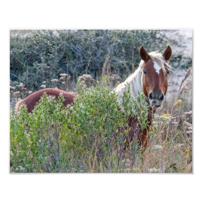Impression Photo Corolla Sauvage Horse (Devant)
