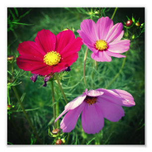 Impression Photo Cosmos Daisy Flower Trio 8x8