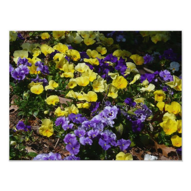 Impression Photo Coteau de panneaux violets et jaunes (Devant)