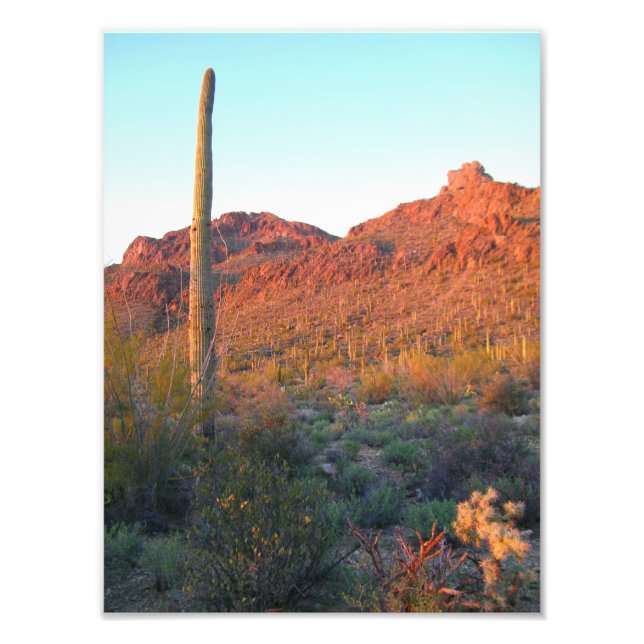 Impression Photo Coucher de soleil du parc national du Saguaro (Devant)