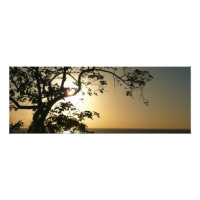Coucher du soleil à travers les arbres II Photogra