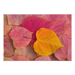 Impression Photo Couleurs d'automne sur feuilles tombées de Forest
