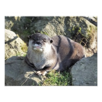 COUPER OTTER