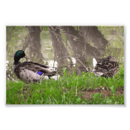Impression Photo Couple de canards amoureux