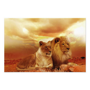 Impression Photo Couple de lions dans le safari