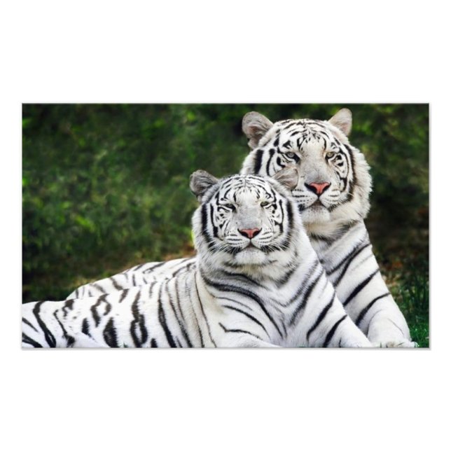Impression Photo couple de tigres (Devant)