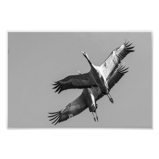 Impression Photo Cranes (Devant)