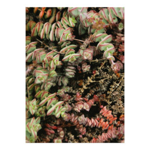 Impression Photo Crassula perforata