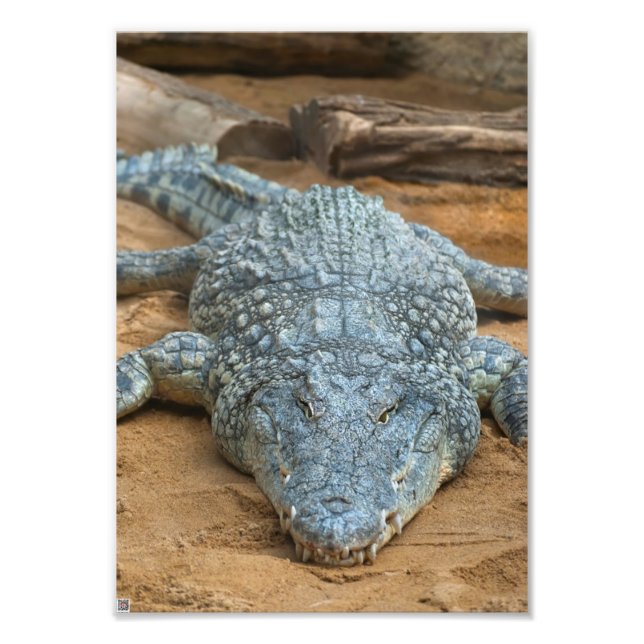 Impression Photo Crocodile (Devant)