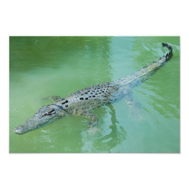Impression Photo Crocodile d'eau salée en Australie (Devant)