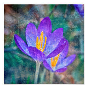 Impression Photo Crocus
