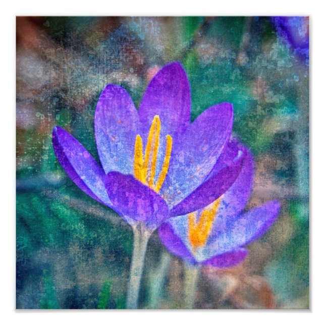 Impression Photo Crocus (Devant)