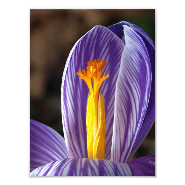 Impression Photo Crocus Blossom - Beaux-Arts (Devant)