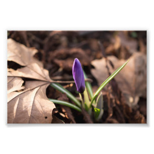 Impression Photo Crocus de bourgeonnement