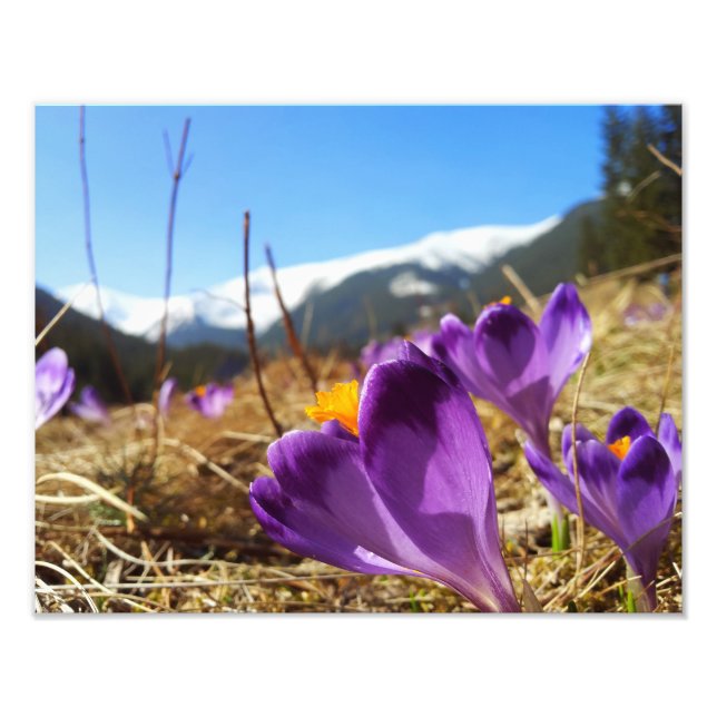 Impression Photo Crocus, Tatras (Devant)