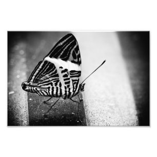 Impression Photo croisement de papillon