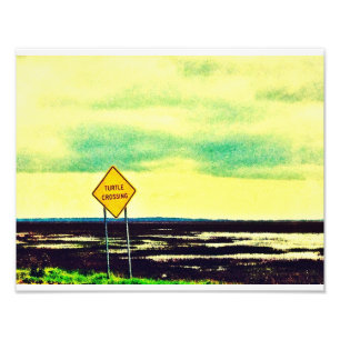 Impression Photo Croisement de tortue