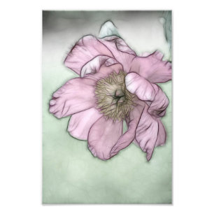 Impression Photo Croquis de fleur de pivoine rose
