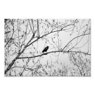 Impression Photo Crow dans un Birch Tree