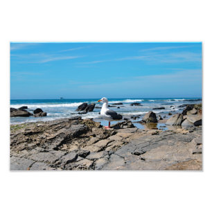 Impression Photo Crystal Cove State Park