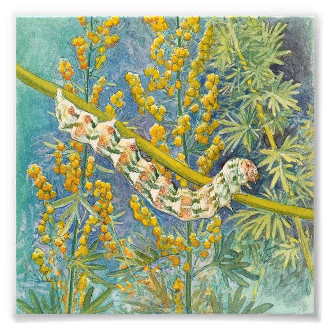 Impression Photo Cucullia Absinthii Wormwood (Devant)