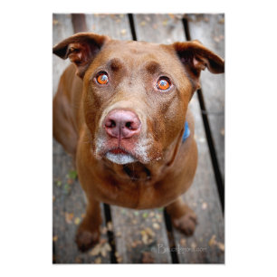 Impression Photo Cute chocolat Lab Pit Mix Chien 7