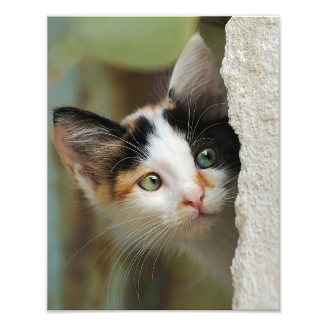 Impression Photo Cute Curieux Chat Kitten Yeux de prière - Paperpri (Devant)