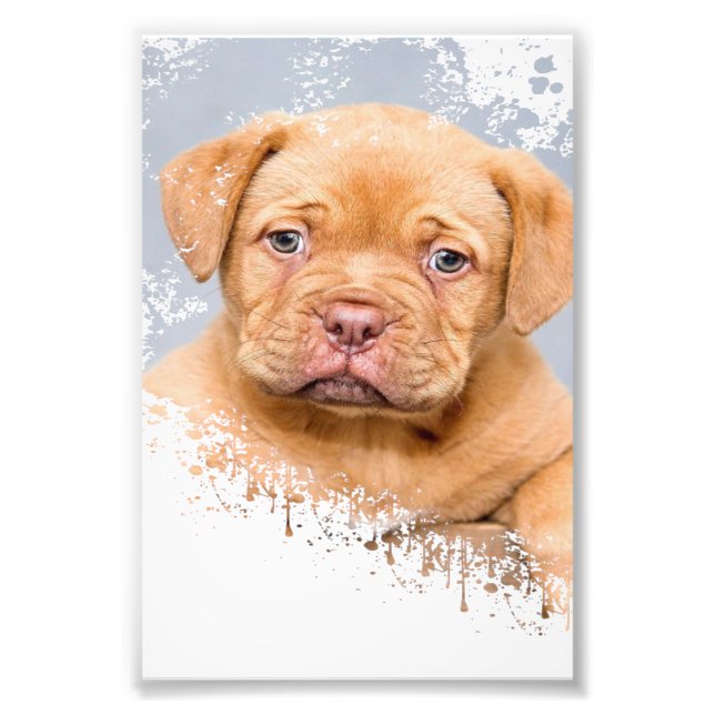 Impression Photo Cute Dog Wall Art Canvas – Modern Pet Photography  (Devant)