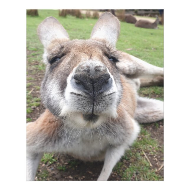 Impression Photo Cute Funny Kangaroo éducatif Mur animal Art (Devant)