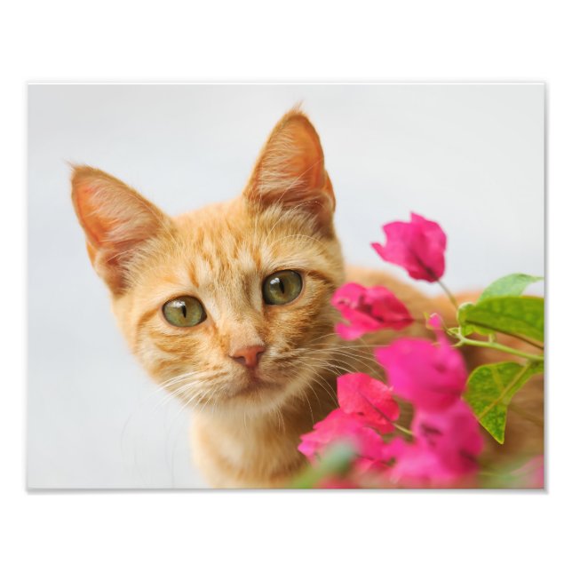 Impression Photo Cute Ginger Cat Kitten regarde Portrait - (Devant)