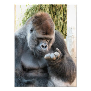 IMPRESSION PHOTO CUTE GORILLA