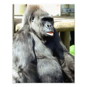 IMPRESSION PHOTO CUTE GORILLA