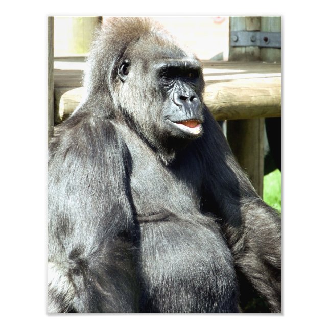 IMPRESSION PHOTO CUTE GORILLA (Devant)